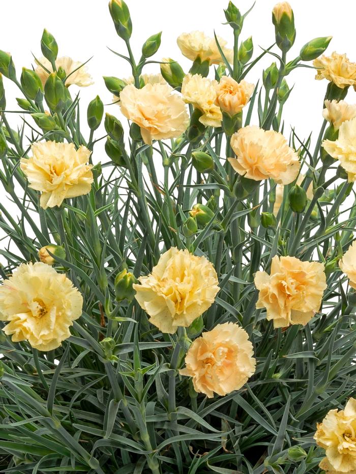 Dianthus Promotiona™Hello Yellow (Garden Pinks), yellow flowers