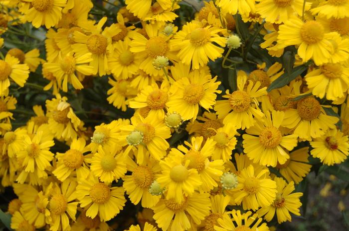 Helenium autumnale Mariachi ™'Sombrero' (Helen's Flower, Sneezeweed)