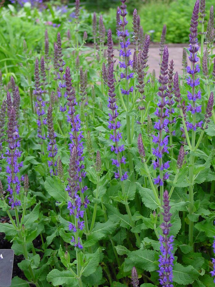 Salvia nemorosa 'Blue Hill' (Sage)