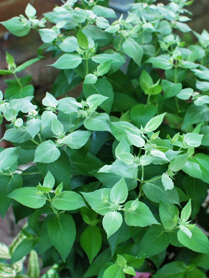 Clustered Mountainmint (Pycnanthemum muticum)