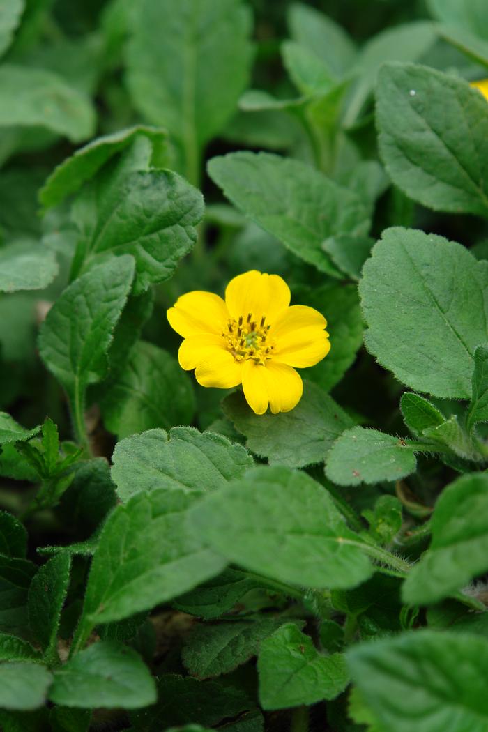 Chrysogonum virginianum 'Superstar' (Green and Gold), yellow flowers