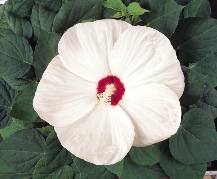 Hibiscus moscheutos Luna™White (Hardy Hibiscus)