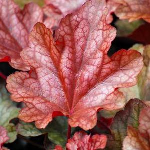 Heuchera x 'Peach Flambe' (Coral Bells)