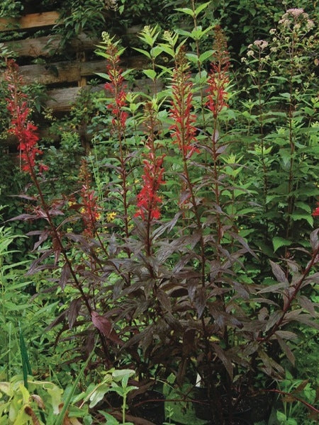 Cardinal Flower (Lobelia cardinalis 'Black Truffle')