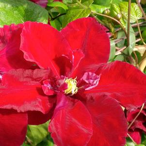 Clematis Charmaine ™Regal® (Clematis Hybrid), red flower