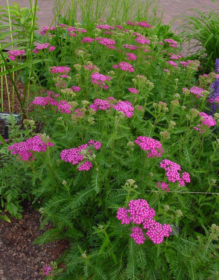 Achillea millefolium Oertel's Rose (Yarrow) perennial