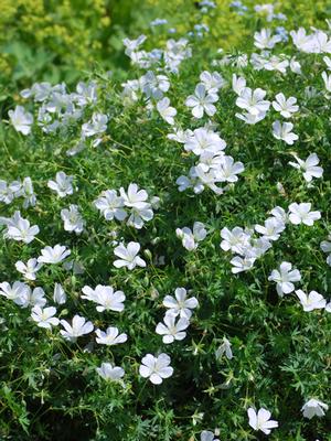 Geranium sanguineum 'Album' (Cranesbill)