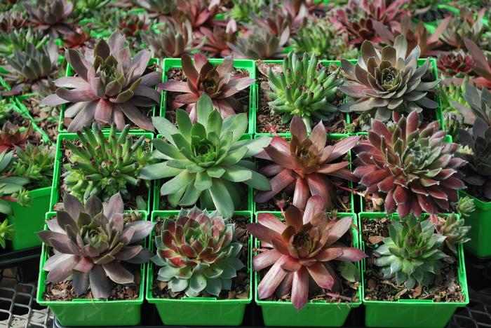 Sempervivum tectorum 'Hot Mix' (Hens and Chicks)