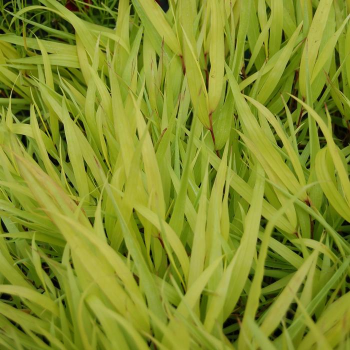 Hakonechloa macra 'All Gold' (Japanese Forest Grass)