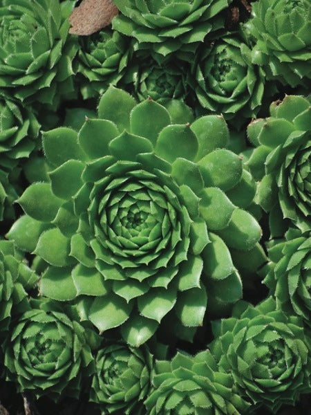 Sempervivum 'Green Wheel' (Hens and Chicks)