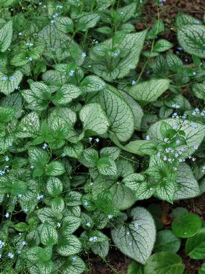 Silver Heart Forget-me-not (Brunnera macrophylla 'Silver Heart')