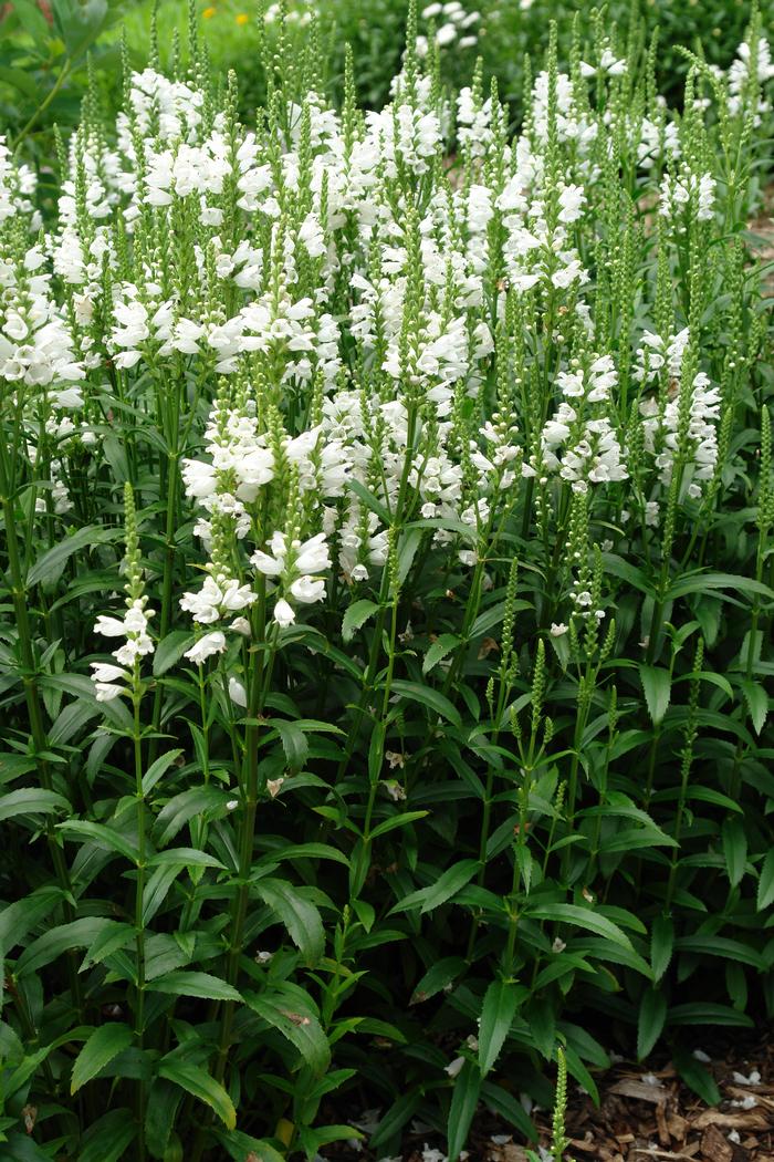 Physostegia virginiana 'Miss Manners' (Obedient Plant)
