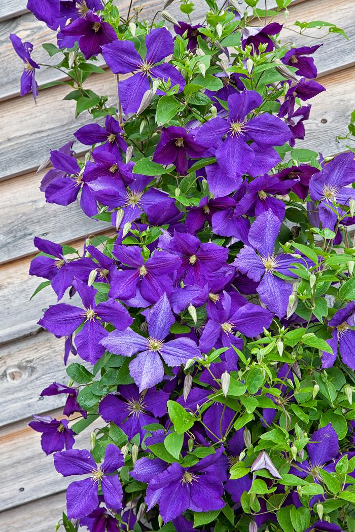 Clematis hybrid 'Jackmanii' (Hybrid Clematis)