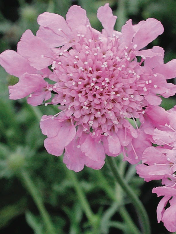 Scabiosa columbaria 'Pink Mist' (Pincushion Flower)