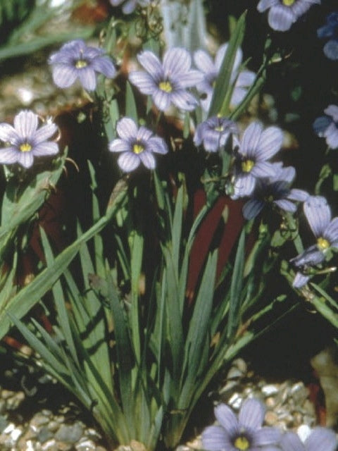 Blue-Eyed Grass (Sisyrinchium angustifolium 'Lucerne'), purple flowers