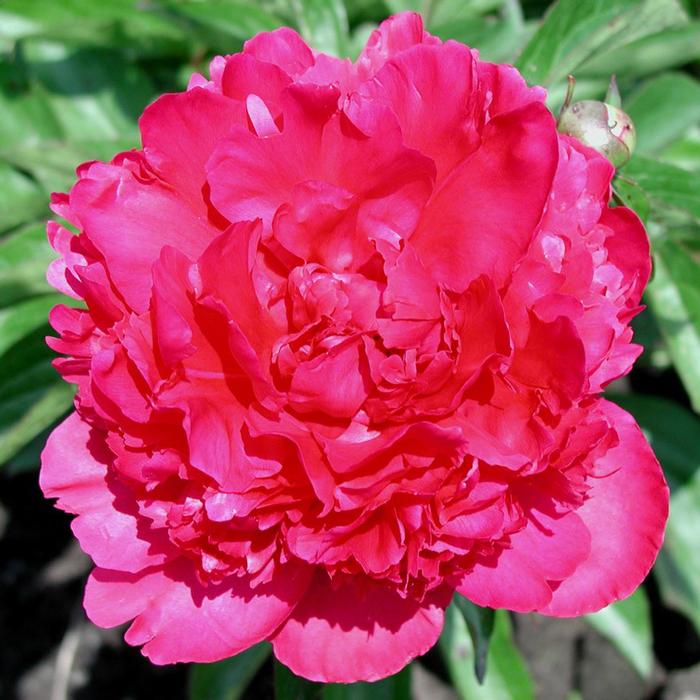 Paeonia lactiflora 'Felix Crousse' (Garden Peony)