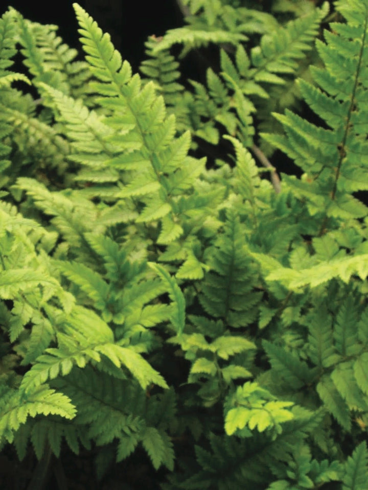 Korean Rock Fern (Polystichum tsus-simense)