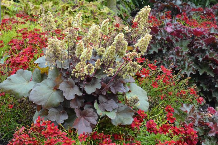 Heuchera x 'Blondie' (Coral Bells)