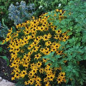 Dwarf Black-Eyed Susan (Rudbeckia fulgida 'Little Goldstar'), yellow flowers