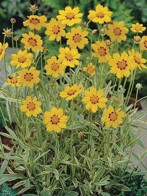Coreopsis x 'Tequila Sunrise' (Tickseed), yellow flowers