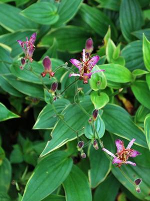 Tricyrtis formosana 'Samurai' (Toad Lily)