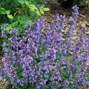 Nepeta x 'Cat's Pajamas' (Catmint)