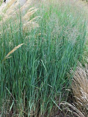 Panicum virgatum 'Heavy Metal' (Blue Switchgrass)