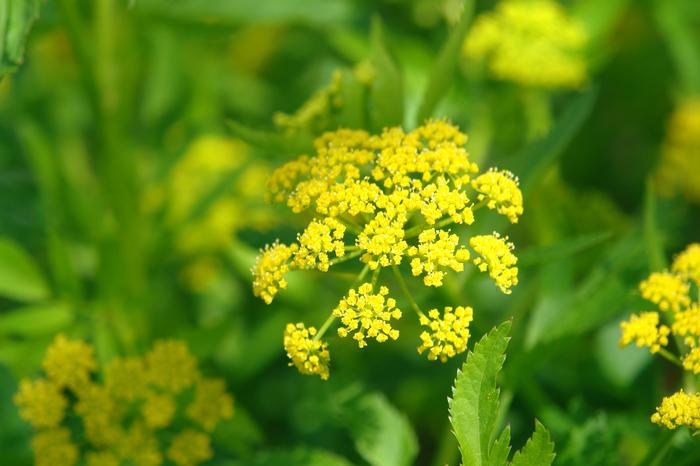 Golden Alexander (Zizia aurea)