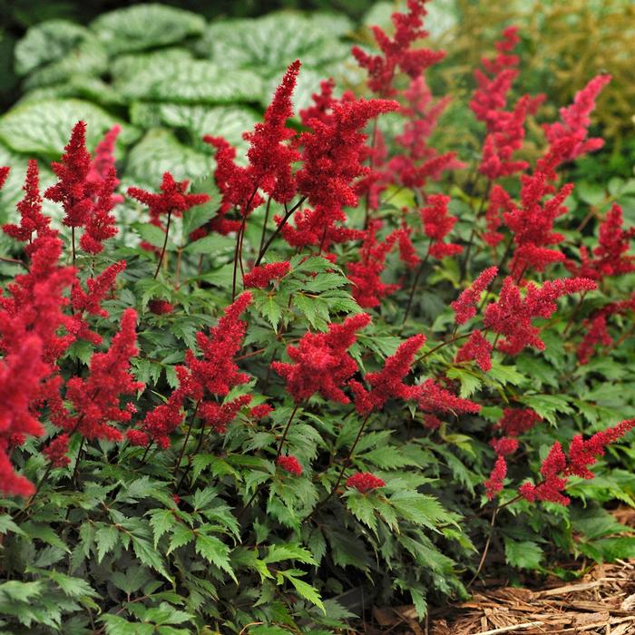 Astilbe arendsii 'Fanal' (False Spirea) perennial, red flowers