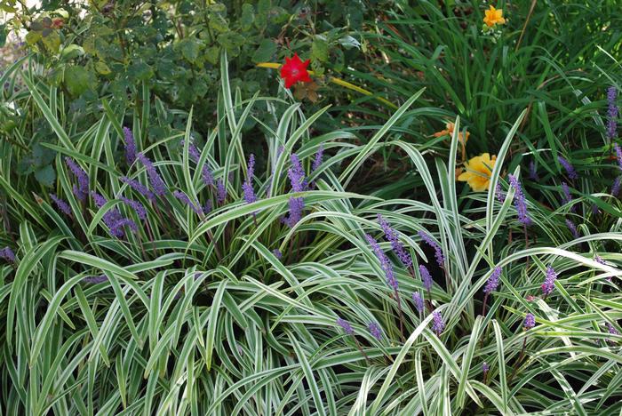 Variegated Lilyturf (Liriope muscari 'Variegata')