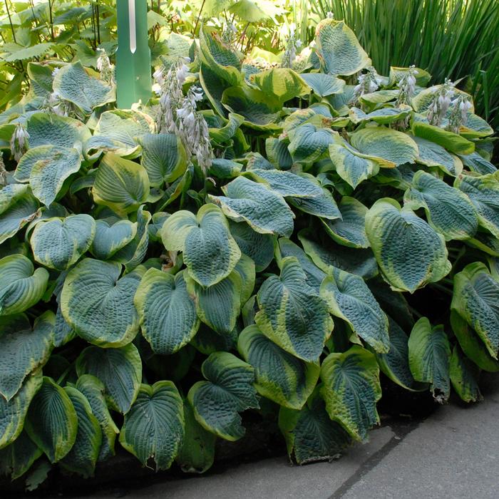 Hosta sieboldiana 'Frances Williams' (Plantain Lily)