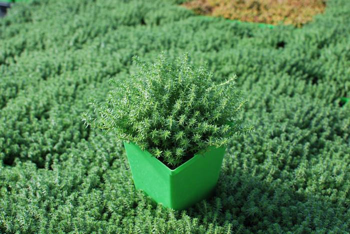 Sedum sexangulare (Watch Chain Stonecrop)