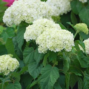 Hydrangea absorescens 'Annabella' (Smooth Hydrangea)