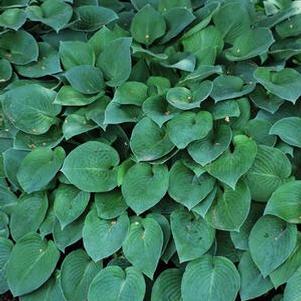 Hosta x 'Halcyon' (Plantain Lily)