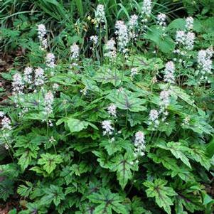 Tiarella cordifolia 'Elizabeth Oliver' (Foam Flower)