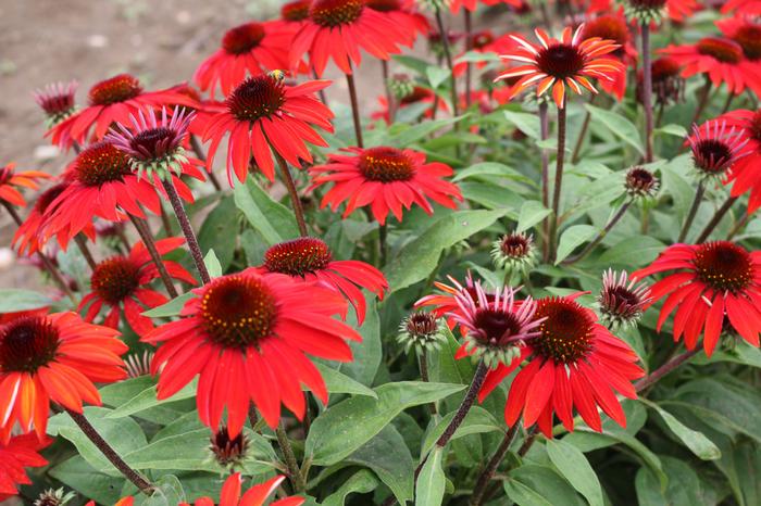 Echinacea Sombrero® Sangrita (Coneflower), red flower