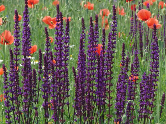 Salvia nemorosa 'Caradonna' (Sage)