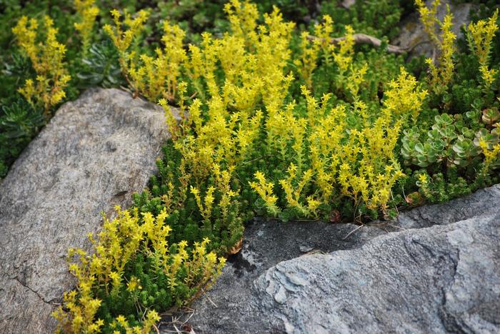 Sedum sexangulare (Watch Chain Stonecrop)