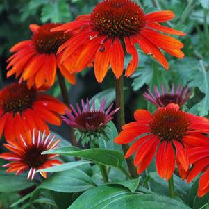 Echinacea Sombrero® Sangrita (Coneflower), red flower