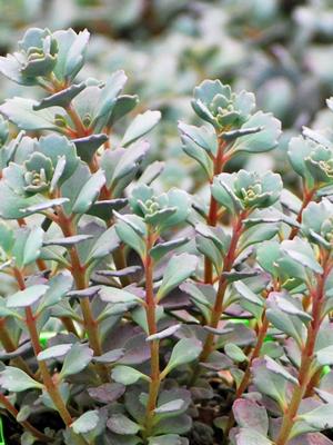 Sedum cauticola 'Lidakense' (Stonecrop)