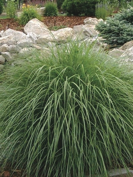 Adagio Grass (Miscanthus sinensis 'Adagio') perennial