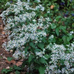 White Wood Aster (Aster divaricatus) – Perennial Farm Marketplace