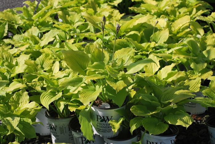 Hosta Shadowland® Coast to Coast (Plantain Lily)