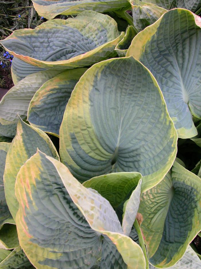 Hosta sieboldiana 'Frances Williams' (Plantain Lily)