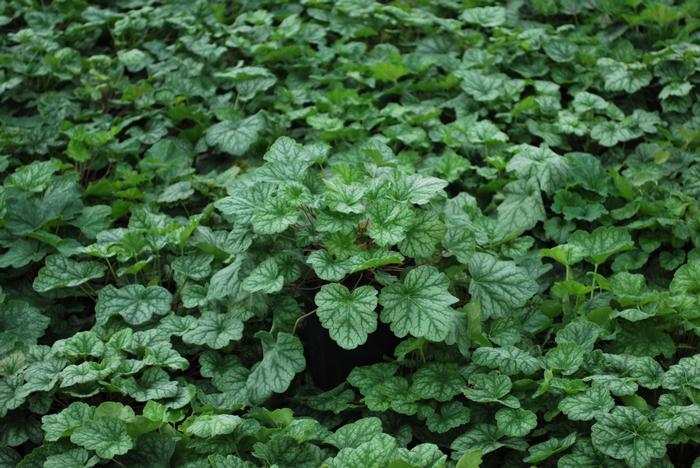 Heuchera americana 'Dale's Strain' (Coral Bells)