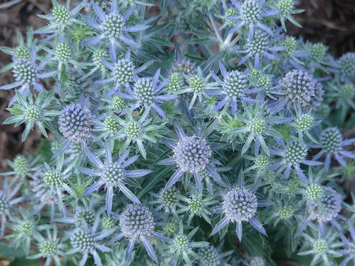 Sea Holly (Eryngium planum 'Blue Hobbit')