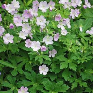 Wild Geranium (Geranium maculatum 'Chatto')