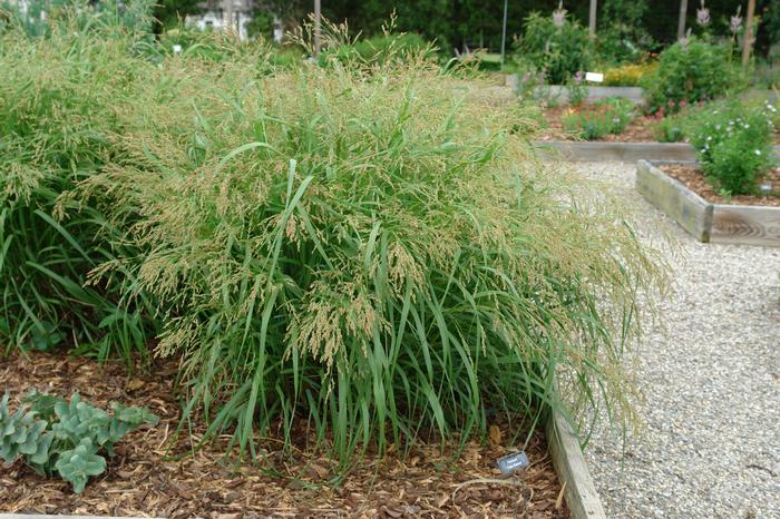 Switchgrass (Panicum virgatum 'Cape Breeze')