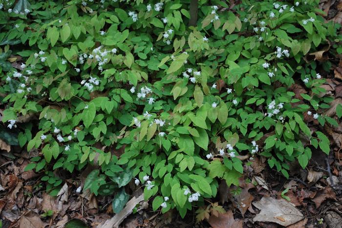 Epimedium x youngianum 'Niveum' (Barrenwort)