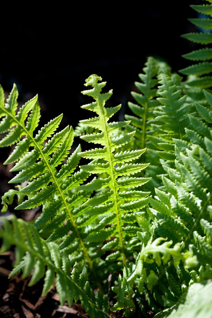 Japanese Beech Fern (Thelypteris decursive-pinnata)